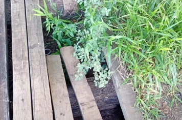 Foto - Pedido de Providência nº 05/2026 - Autoria: Peterson Greatti